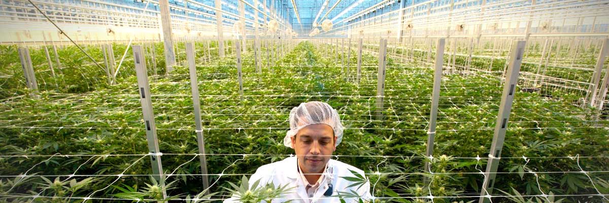 Protecting cannabis industry workers