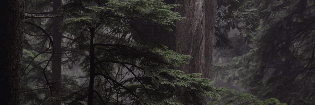 The Dark Side of the Forest; Natpro Protects You